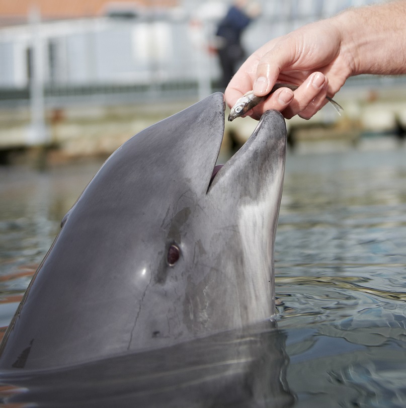 Four Research Porpoises Only