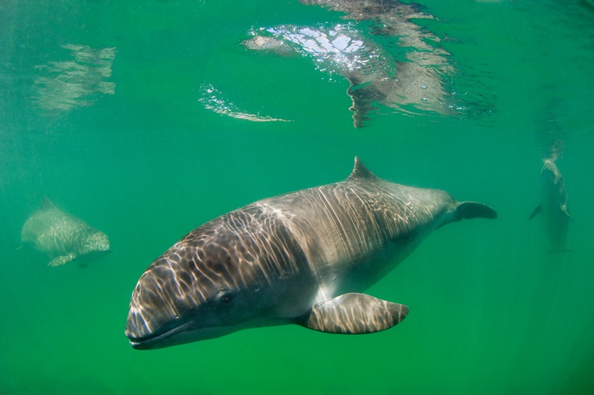 Four Research Porpoises Only