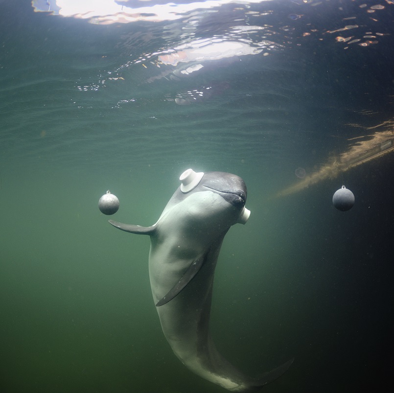 Four Research Porpoises Only