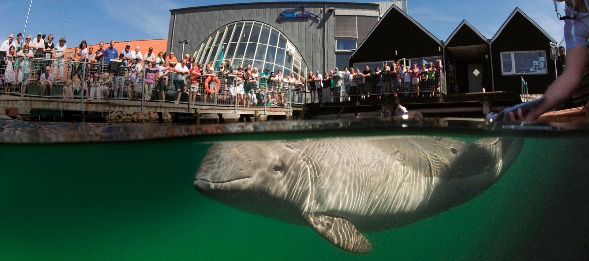 Four Research Porpoises Only